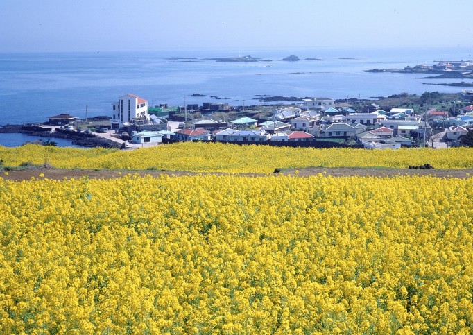제주 유채꽃밭 사진