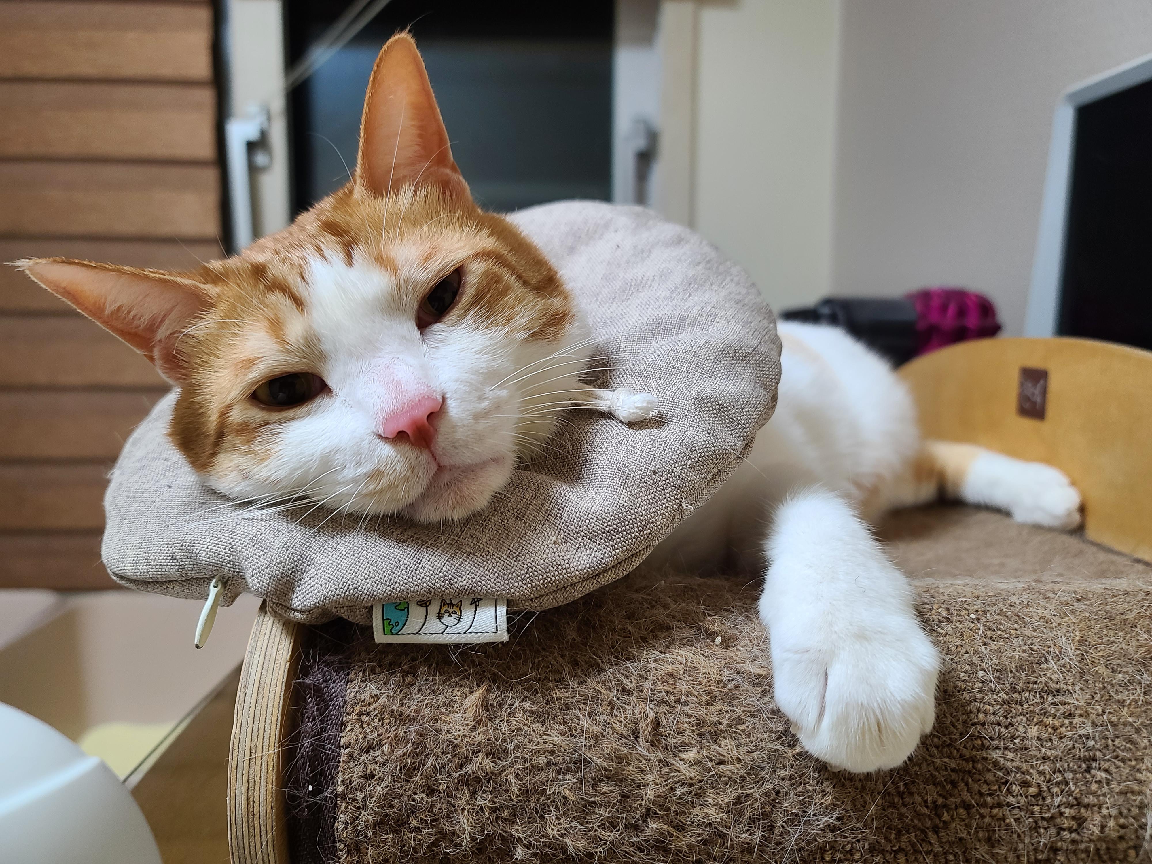 병원 다녀온 후 아픈 막둥이. 고양이+스트레스=아픔! 예민한 고양이.