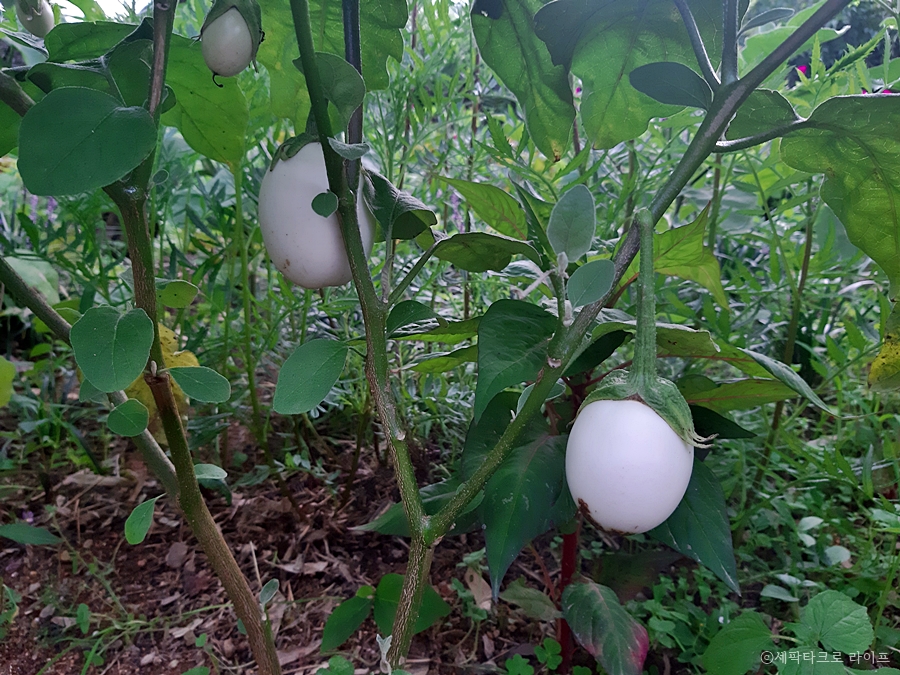 계란가지