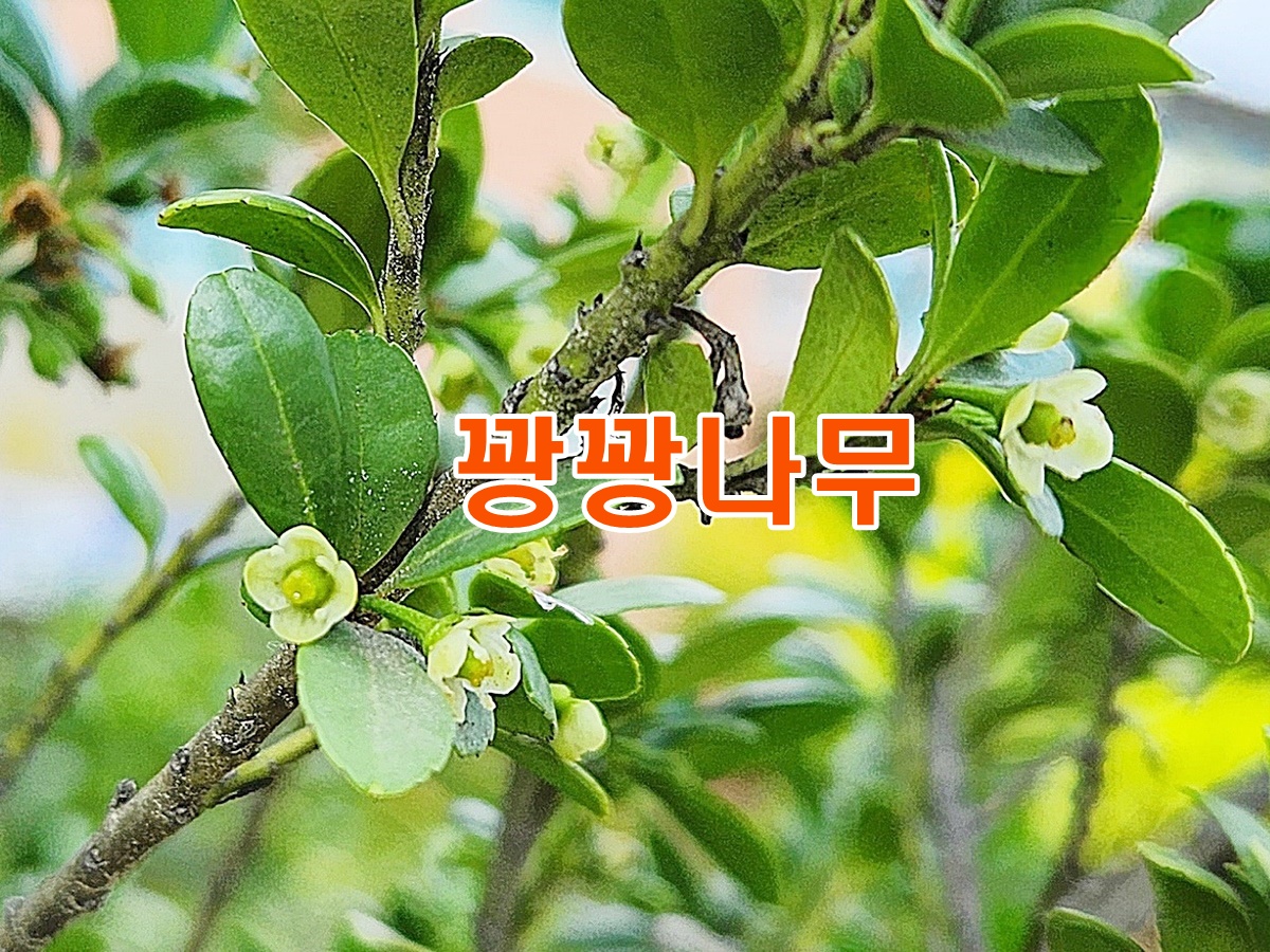 꽝꽝나무