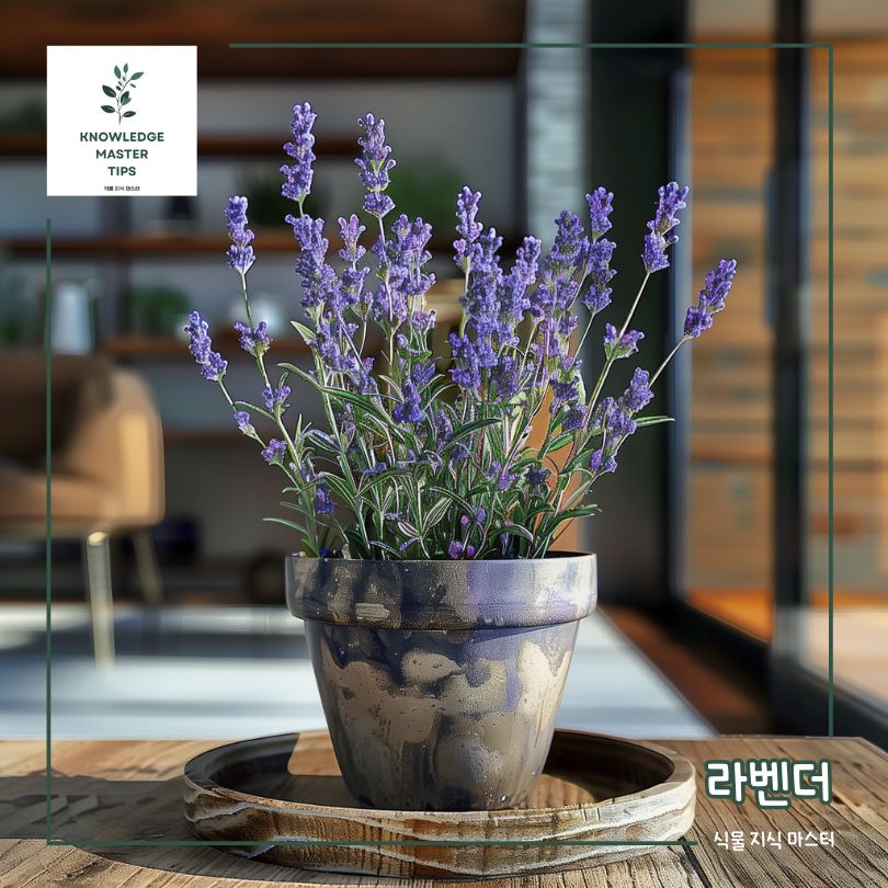 천연 모기기피제 - 라벤더