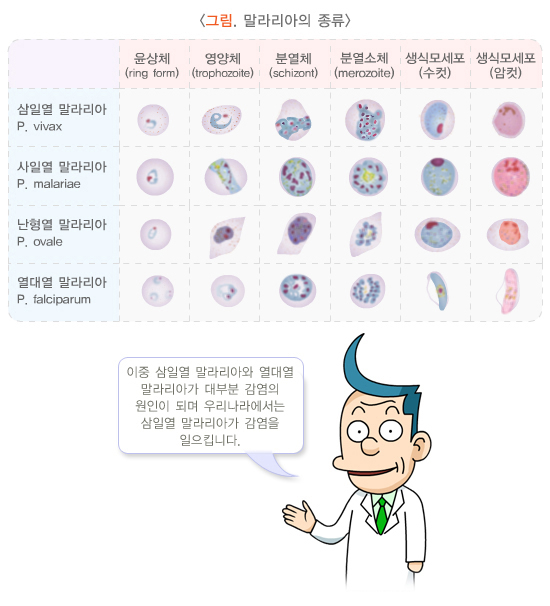 말라리아