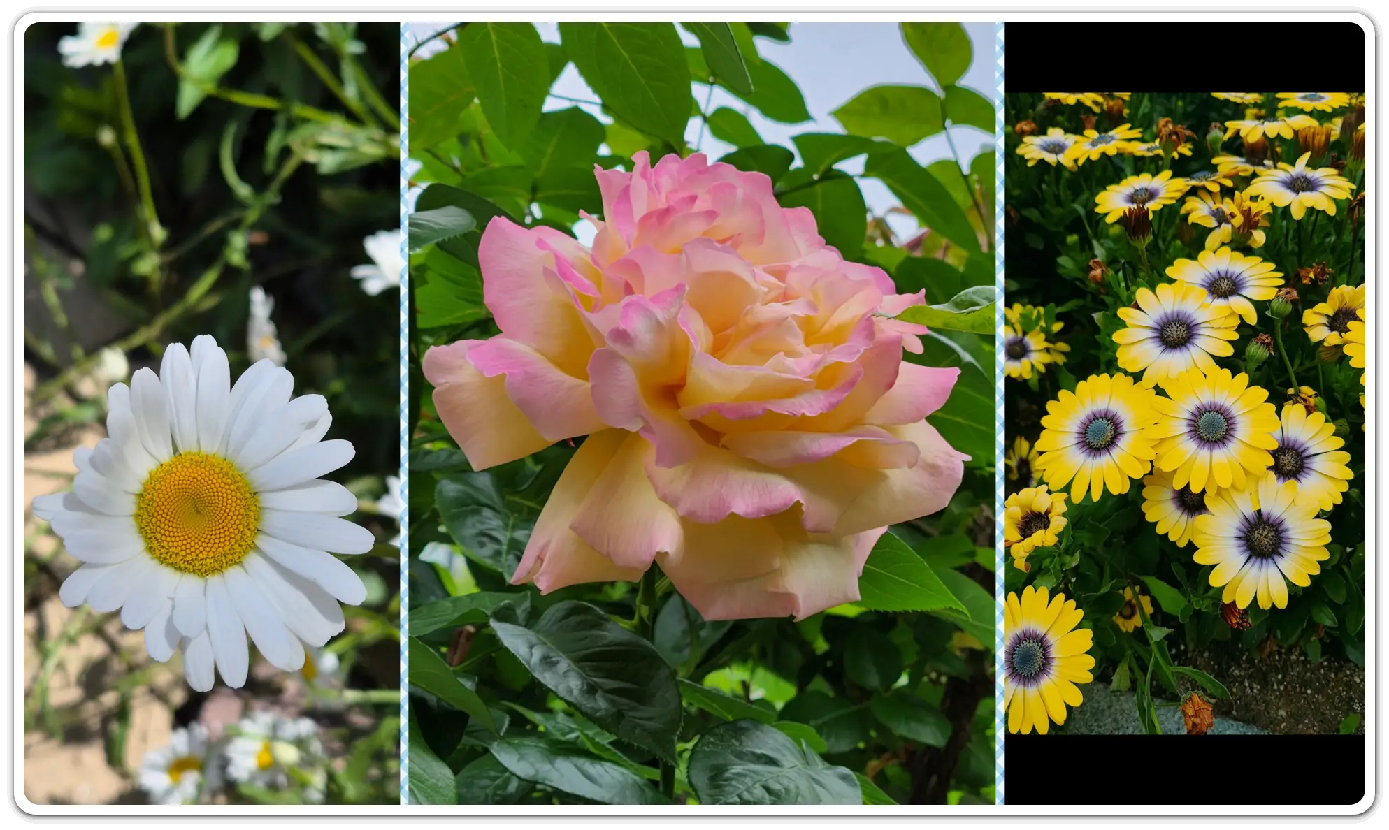 꽃-검색-꽃-사진-이름-검색-방법