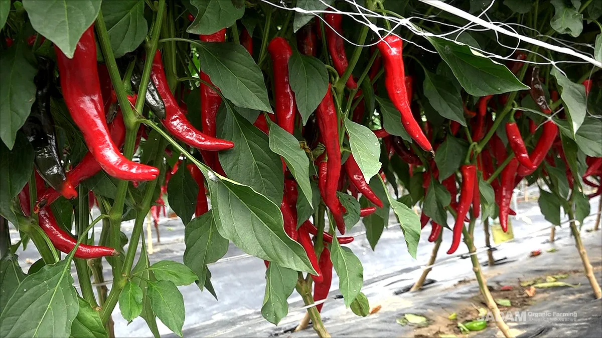 고추 재배 모종 고르기 지주 설치 시비 요령_9