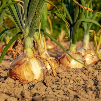 양파 보관법 양파 오래 보관법 3가지 방법_19