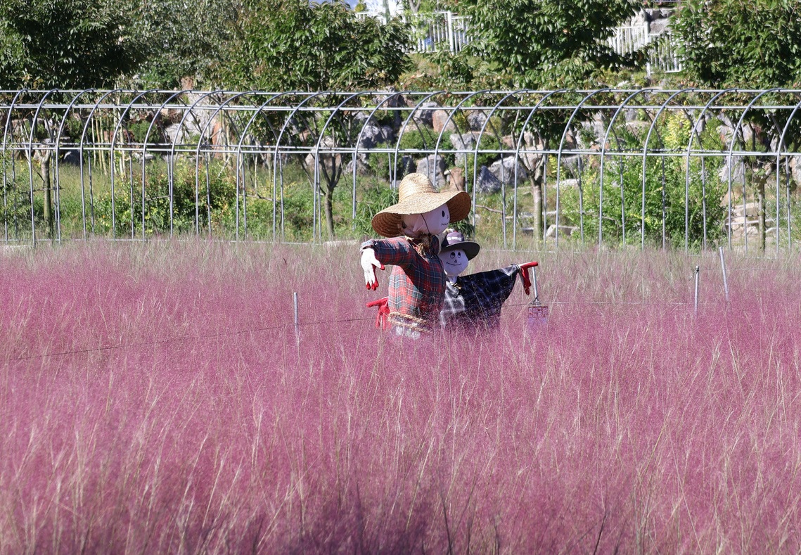 용인 자작나무숲 가을꽃축제