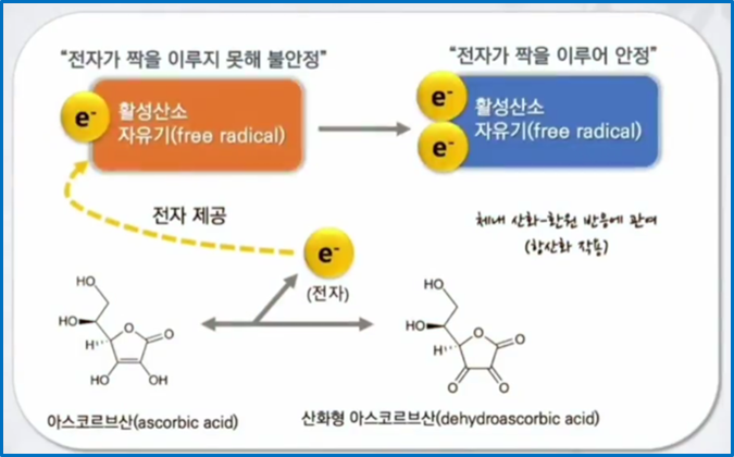 항산화영양소