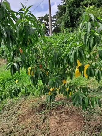 6월에 심는 밭작물 채소_21