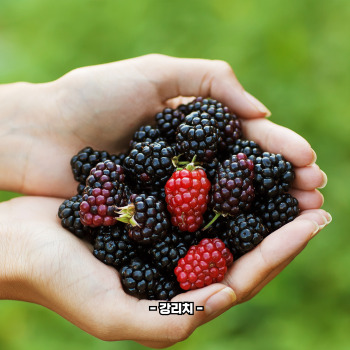 복분자 재배방법