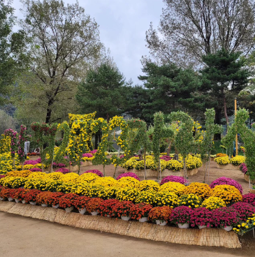 자라섬 꽃축제 꽃 페스타