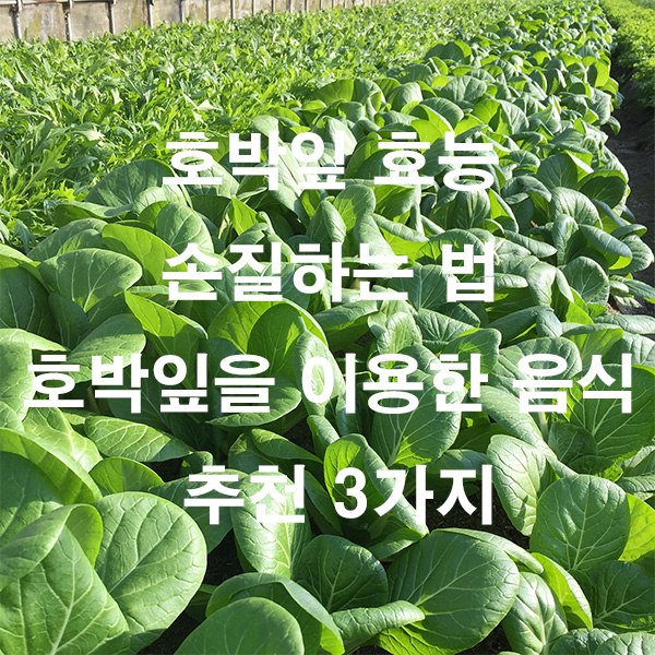 호박잎 효능 손질하는 법 호박잎을 이용한 음식 추천 3가지