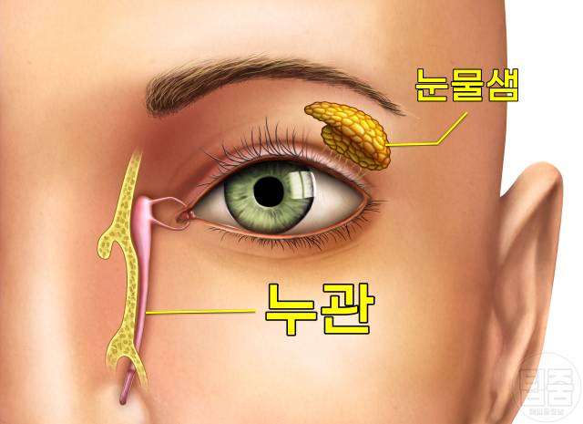 눈이 붓는 이유 눈 붓기가 안빠져요 눈붓기 원인 누관