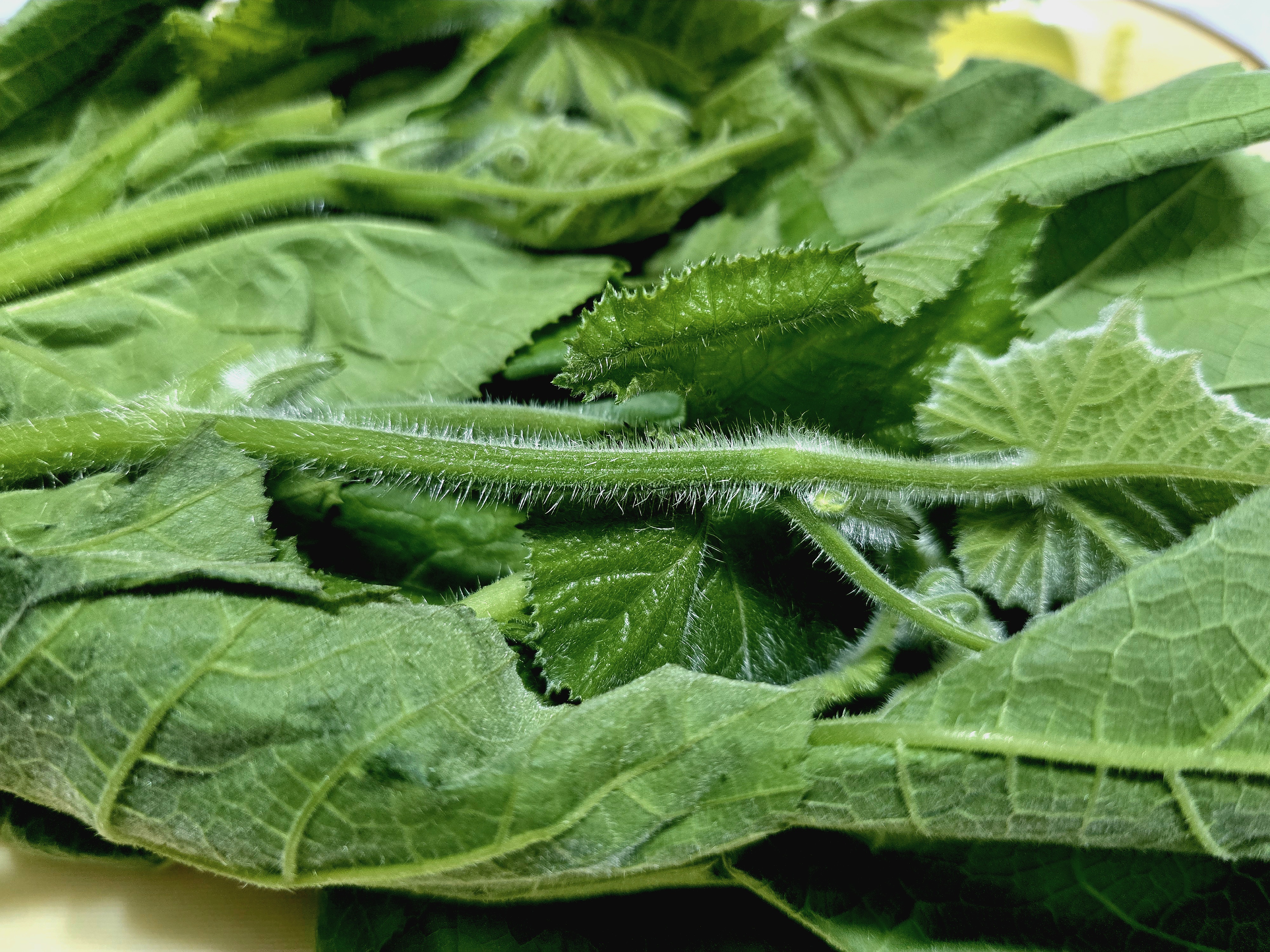 호박잎-줄기에-털이-있어요.