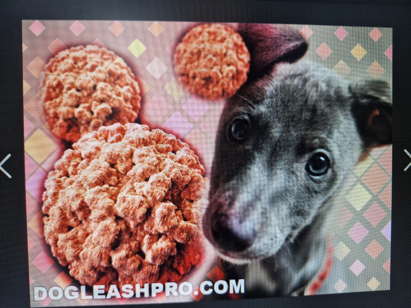 초보 반려인을 위한 다견 가정 질병관리 완전정복