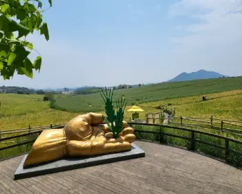 고창 청보리밭 축제_11