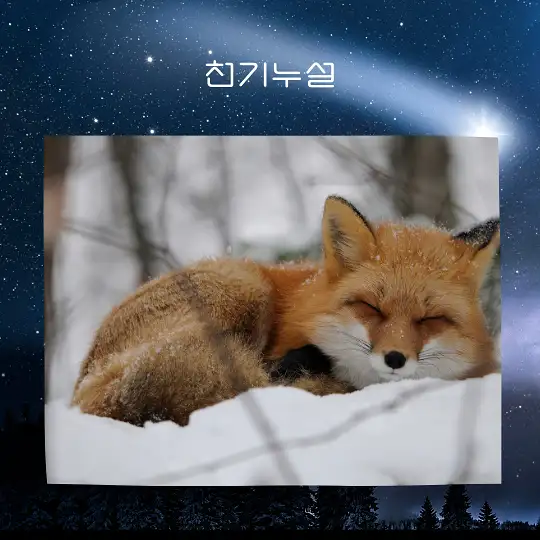 여우가 등장하는 꿈 해몽