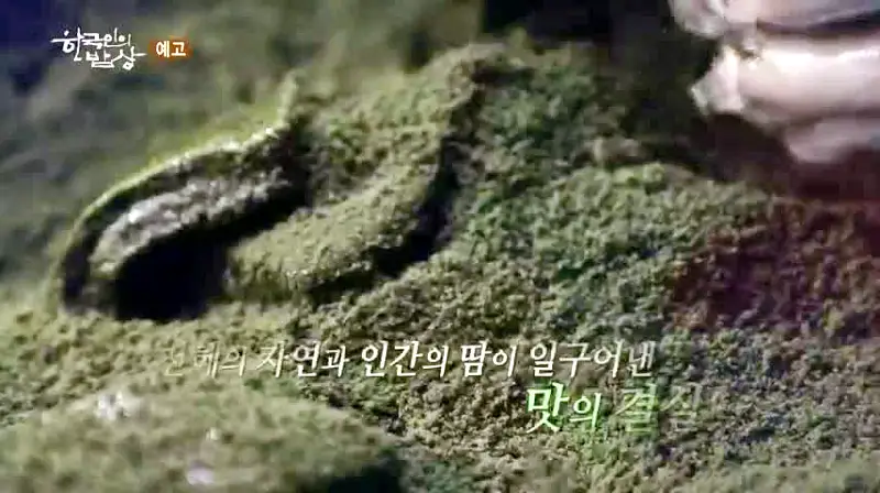 강화도 맛집 사자발약쑥 인절미, 사자발약쑥 모찌, 속노랑고구마 모찌, 도토리 인절미, 도토리 앙금절편 파는 떡집 전국 택배 온라인 전화 주문