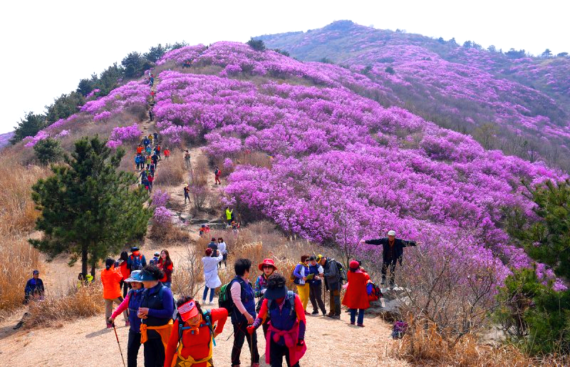 여수 영취산 진달래축제