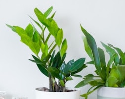 금전수 번식 꽃말