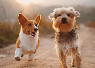 강아지대통령 창업에 대하여 알아보기