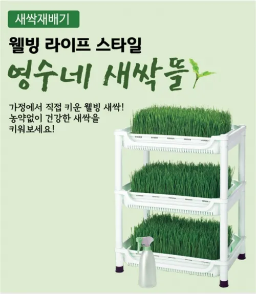 밀싹 재배 씨 뿌리기 발아 촉진 주기적 수확_4