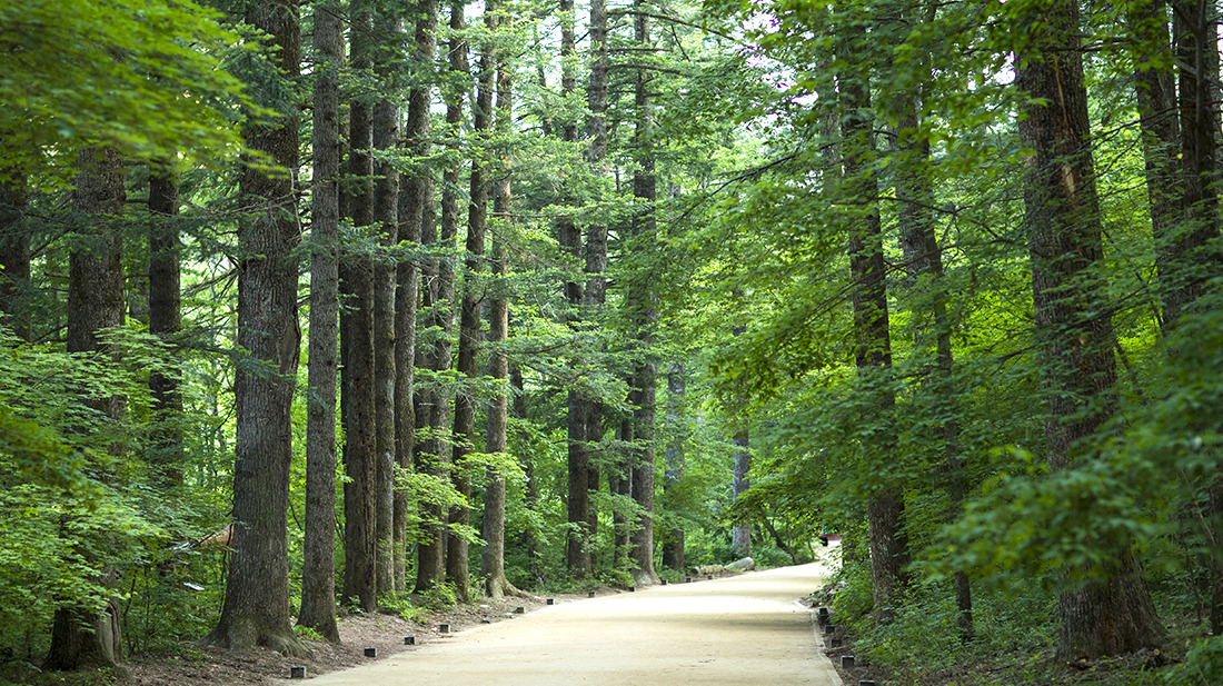 평창 육백마지기 샤스타데이지 개화 시기·위치·주차 정보 총정리