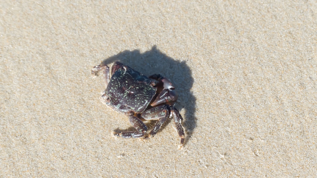 Snow crab