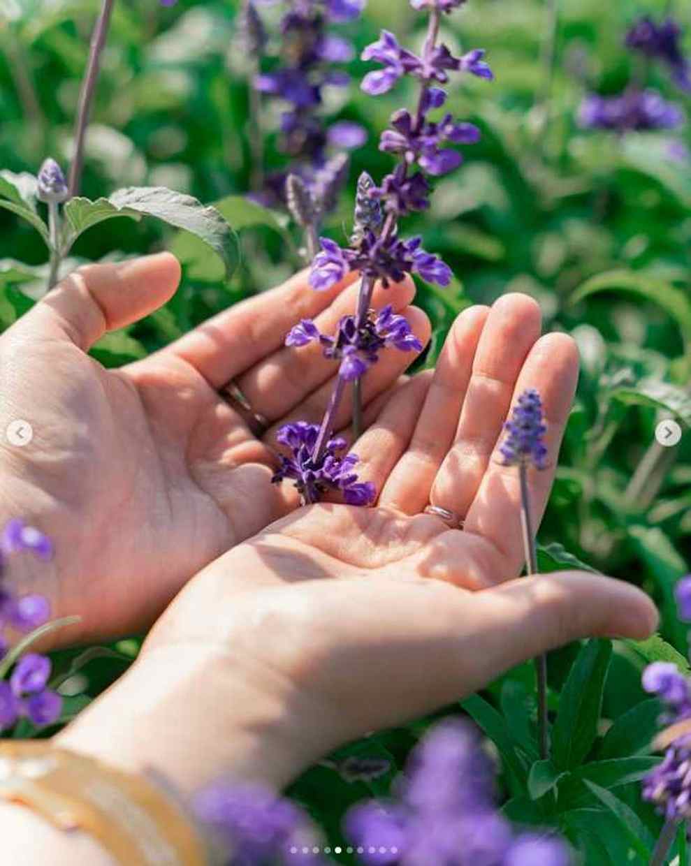 이월드 퍼플 아일랜드