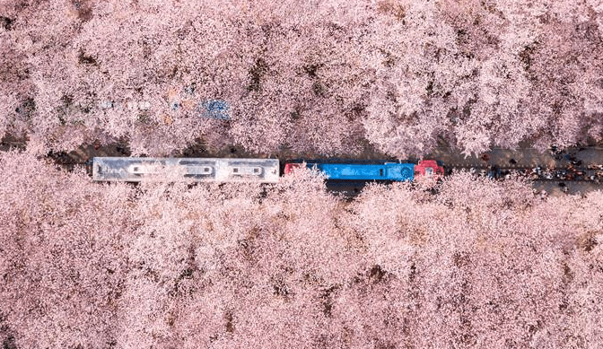 2025년 진해 군항제 벚꽃축제 관련사진