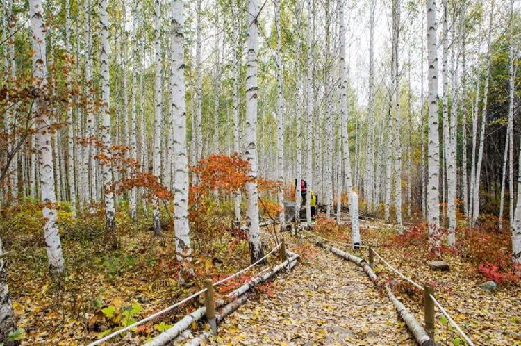 인제 자작나무숲