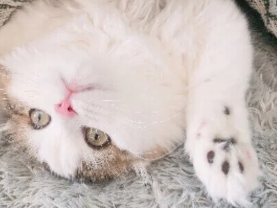 평생 바이러스가 계속 남아 있는 고양이 감기 추위에 재발 조심