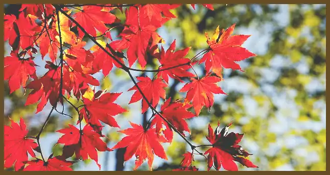 서울 근교 단풍 명소 (지금이 단풍 절정시기)