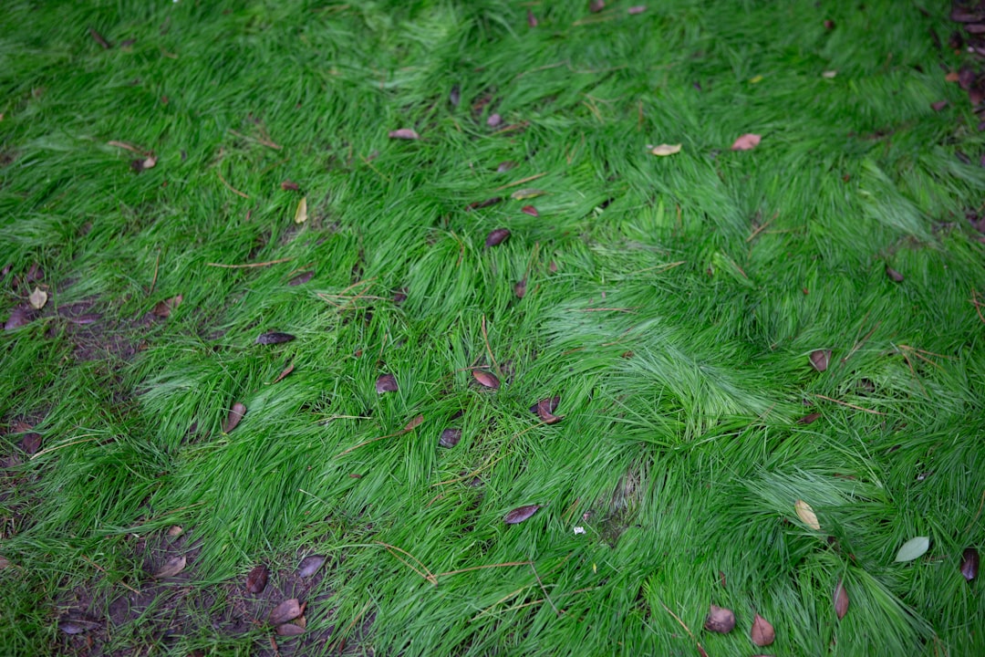 Nine-Section Grass