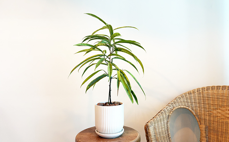 무늬알리고무나무-키우기