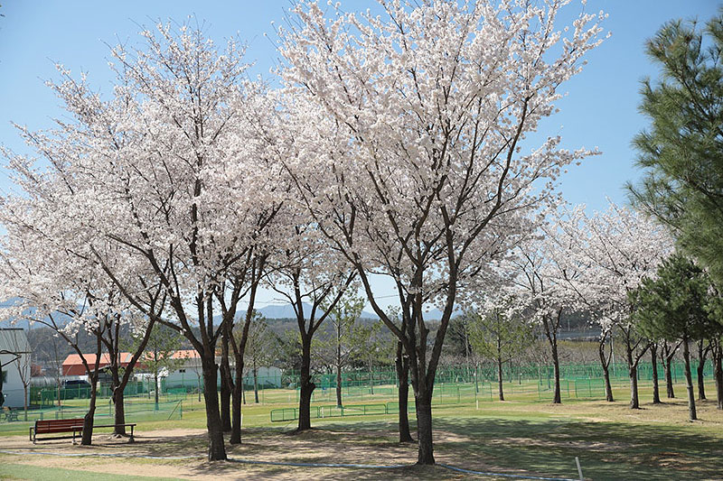 대구 수성구 팔현파크골프장 소개