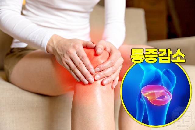 관절영양제 콘드로이친 효능 부작용 권장량 글루코사민 차이