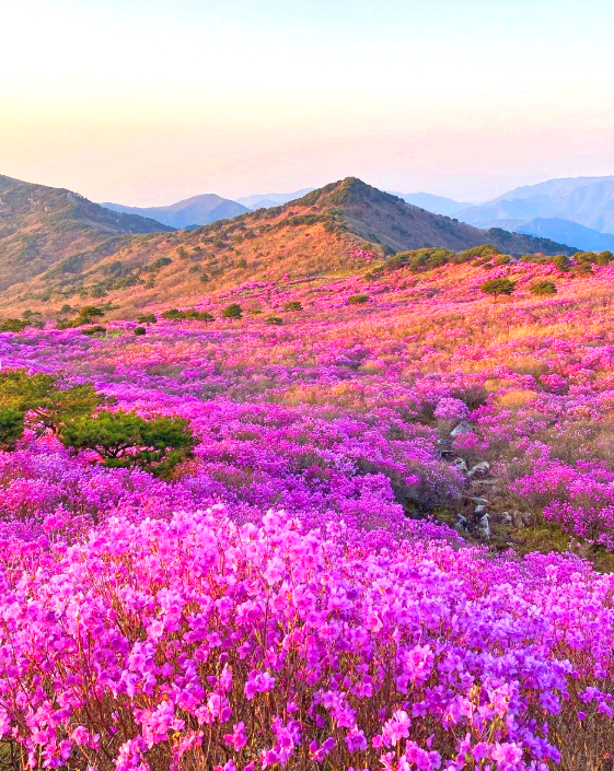 비슬산 참꽃문화제