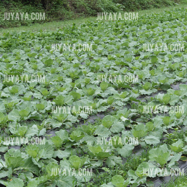 밭에서 자라고 있는 무 밭의 풍경&amp;#44; 줄지어 심어진 싱싱한 무 잎들이 푸른빛을 띠는 모습.