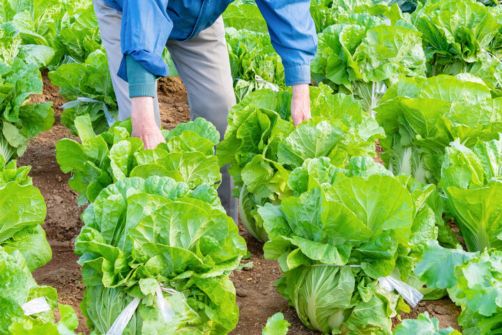 곰보배추 효능 및 효과&amp;#44; 부작용