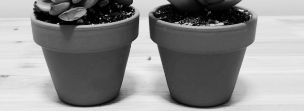 다육이 화분 선택