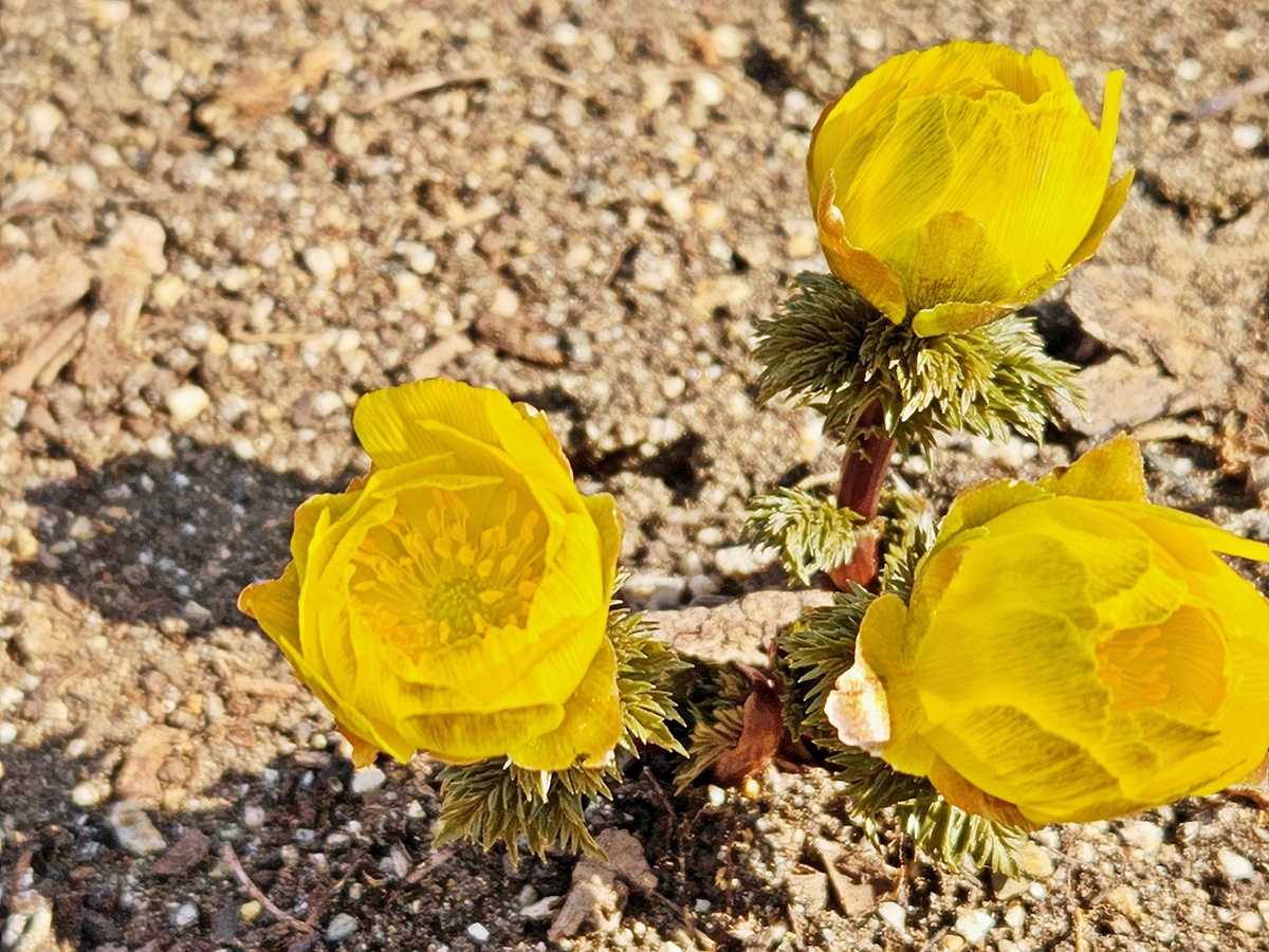 개복수초(가지복수초)