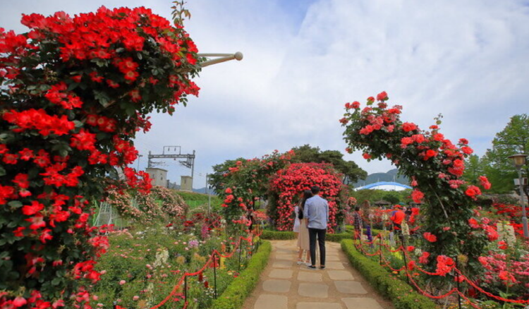 곡성 세계장미축제