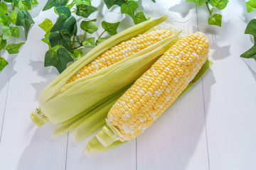 옥수수 효능 12가지와 부작용, 칼로리 총정리!