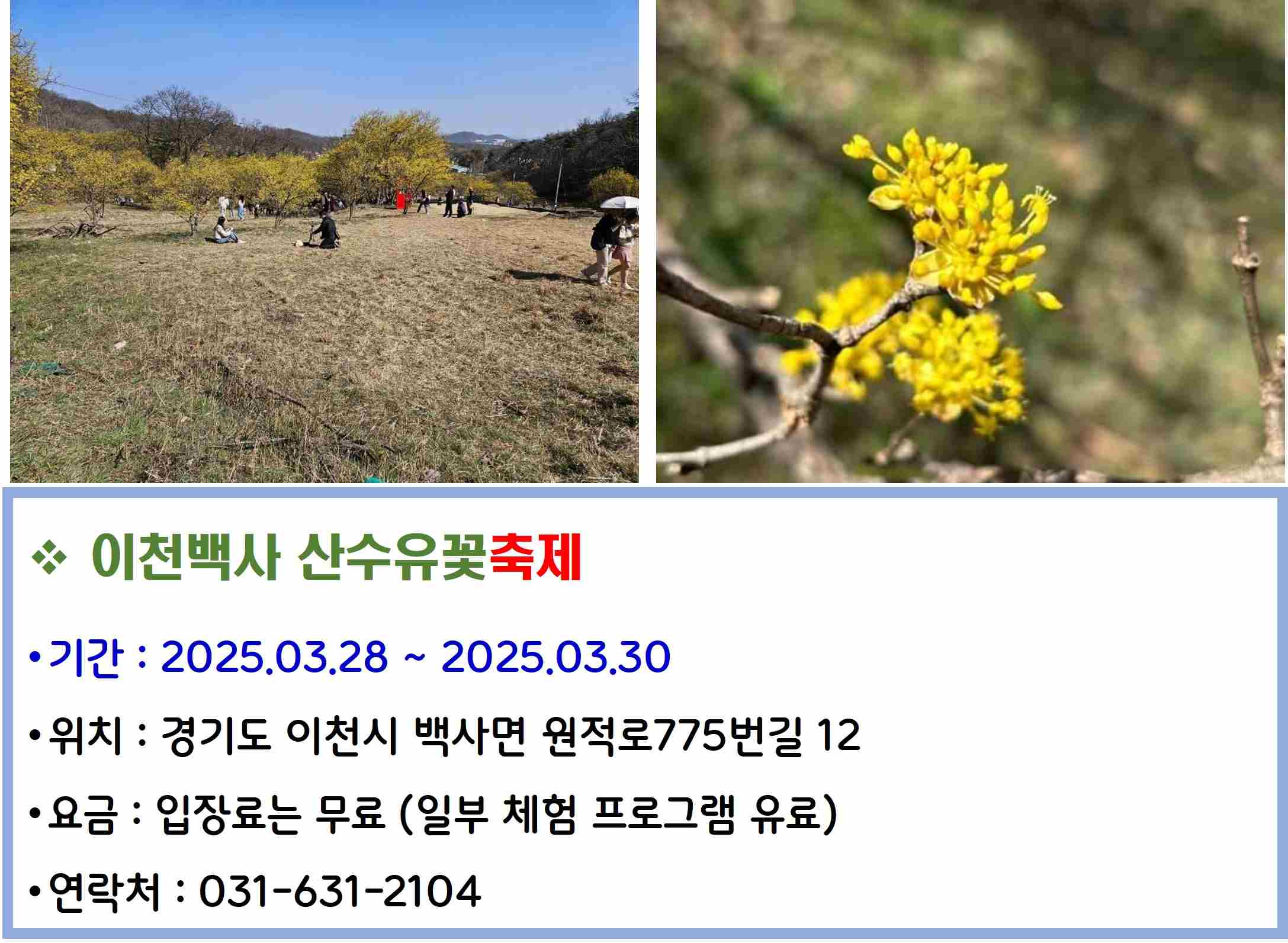 이천백사 산수유꽃축제