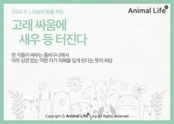 고래 싸움에 새우등 터진다 뜻과 속담 영어 표현 안내집_23