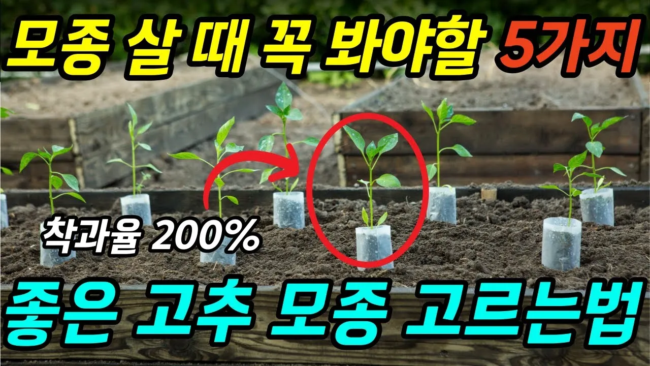모종 고르는 법 줄기 굵기 잎색 뿌리상태 병해 흔적 확인_3