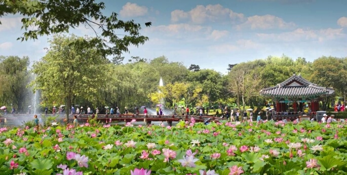 7월 국내 연꽃 추천 명소! 부모님과 함께 가기 좋은 곳!