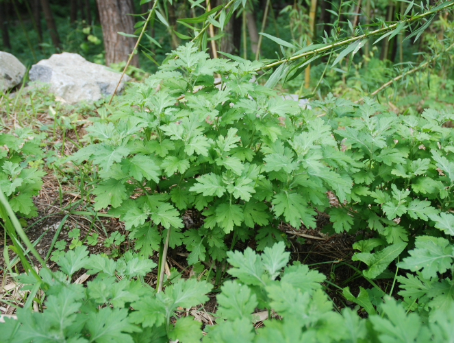 3월에 먹으면 좋은 제철 음식(봄철 음식) - 쑥 편 (효능, 쑥이 들어가는 음식)