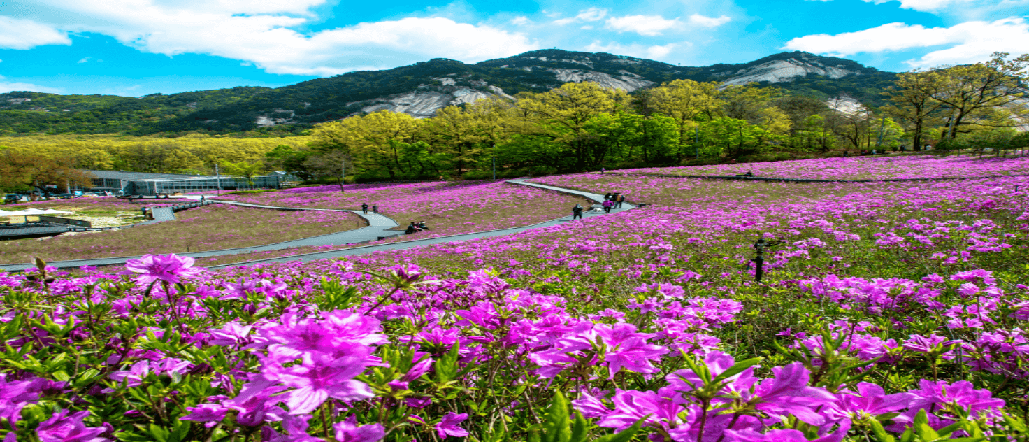 전국 4월 철쭉 축제 일정 총정리