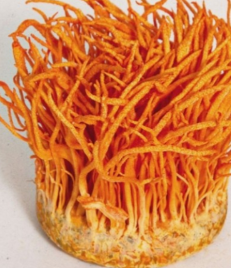 동충하초 면역력 강화